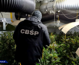 CBŚP zlikwidowało w Łódzkiem OGROMNĄ plantację marihuany