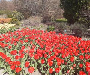 Tulipany w łódzkim botaniku