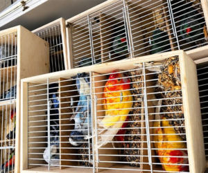 Kolorowe papugi przemycane w walizce! Jedna nie przeżyła transportu