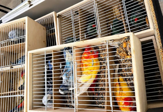Kolorowe papugi przemycane w walizce! Jedna nie przeżyła transportu