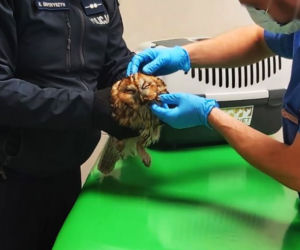 Policjanci z międzyrzeckiej drogówki uratowali ranną sowę