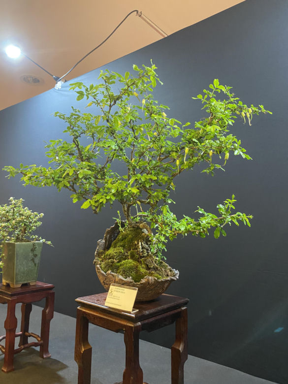 "Potworne Cuda", Światowa Wystawa Orchidei, Bonsai i Sukulentów oraz targi roślin na PGE Narodowym