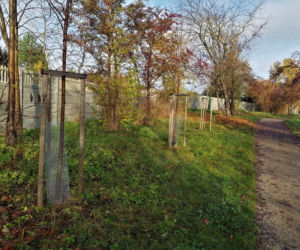 Wojna z... BOBRAMI w Kielcach! NISZCZĄ drzewa, ale Zieleń Miejska ma na nie sposób! [ZDJĘCIA]