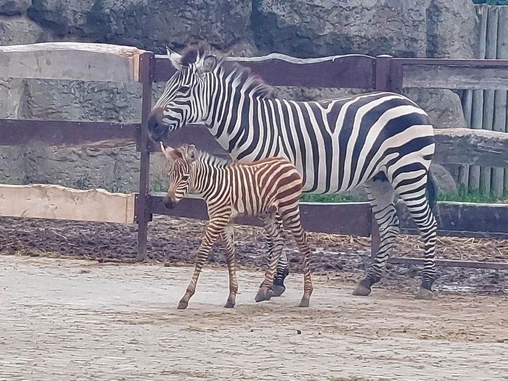 Mała zebra w zamojskim ZOO