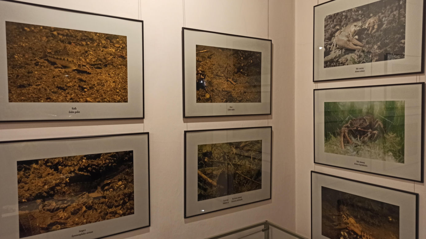 Muzeum Przyrody w Olsztynie. Poznajcie faunę oraz florę Warmii i Mazur