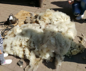 Coroczne strzyżenie owiec w bydgoskim zoo [ZDJĘCIA]