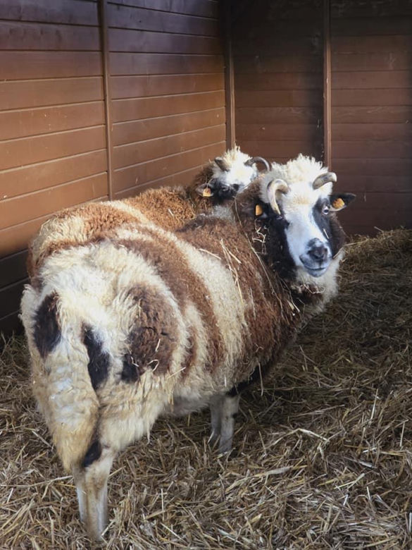 Szopka bożonarodzeniowa w Śląskim Ogrodzie Zoologicznym