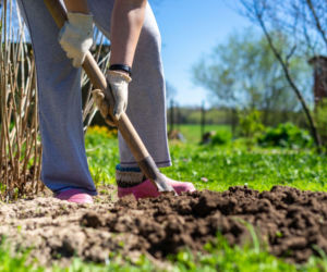 Kalendarz ogrodnika na marzec - te prace trzeba zrobić!