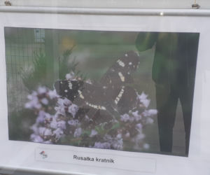 Wystawa zdjęć motyli i ciem w iławskiej Galerii Jazzowej