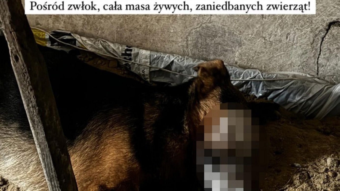 Czastary. Koszmar psów. Żyły wśród zwłok i odchodów innych zwierząt [ZDJĘCIA].