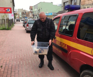 Człowiek guma, półnaga kobieta, wędkarz naturysta -czyli nietypowe interwencje Starży Miejskiej Starachowice