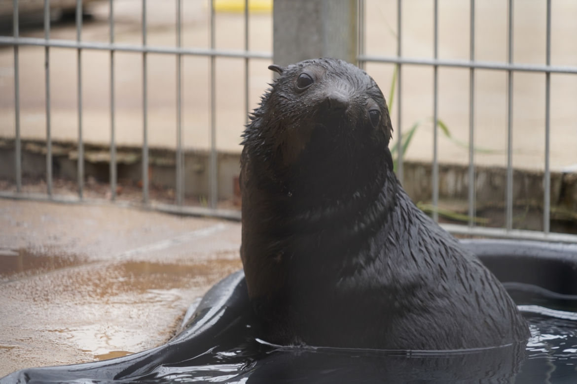 Najmłodszy kotik we wrocławskim zoo otrzymał imię Alfie
