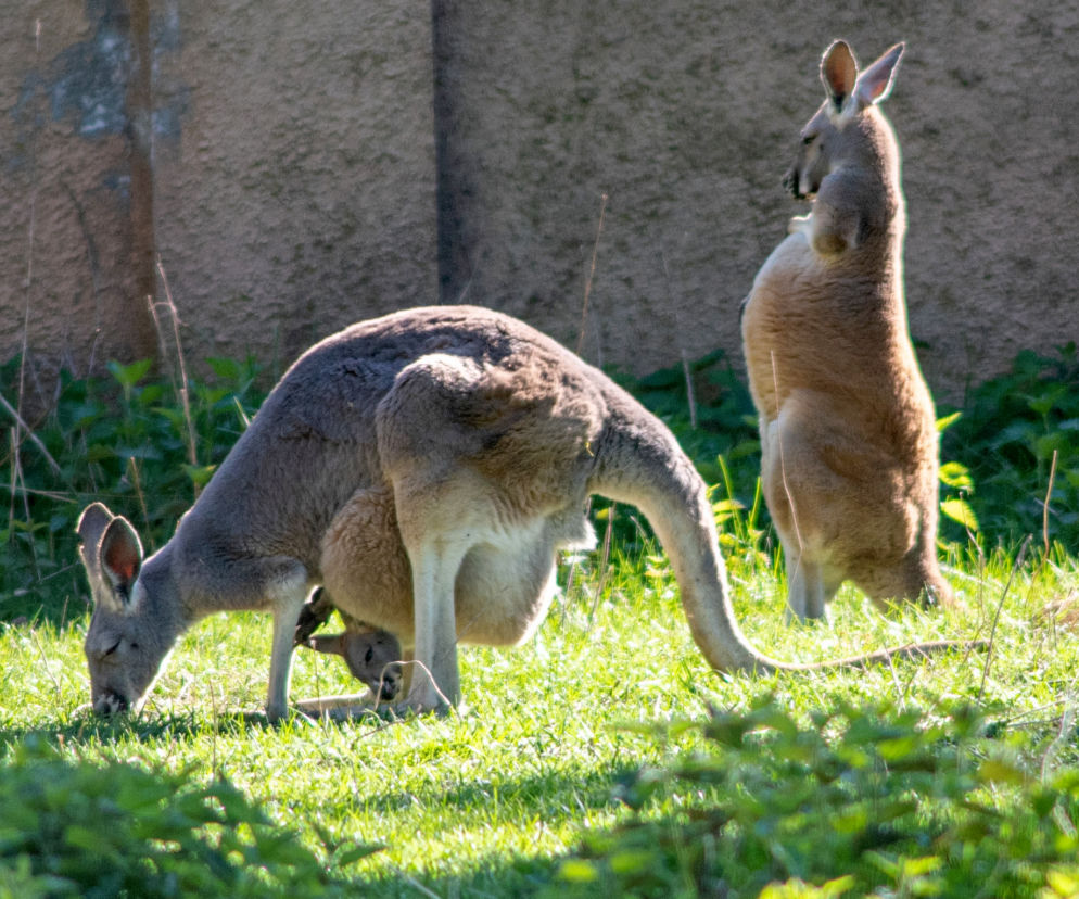 Łódzkie ZOO