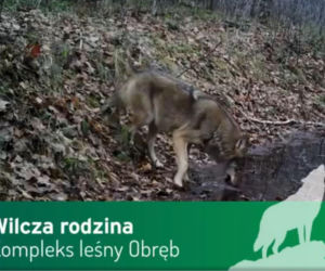 Wilki pod Górą Kalwarią