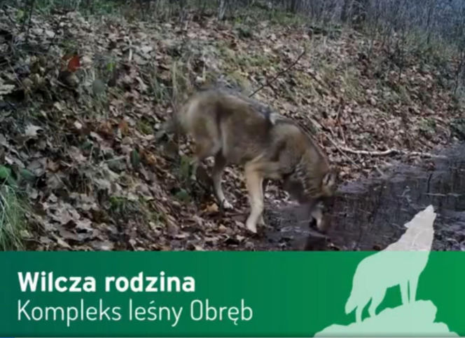 Wilki pod Górą Kalwarią