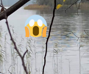Warmińsko-mazurskie. Dzik pływał po jeziorze na desce