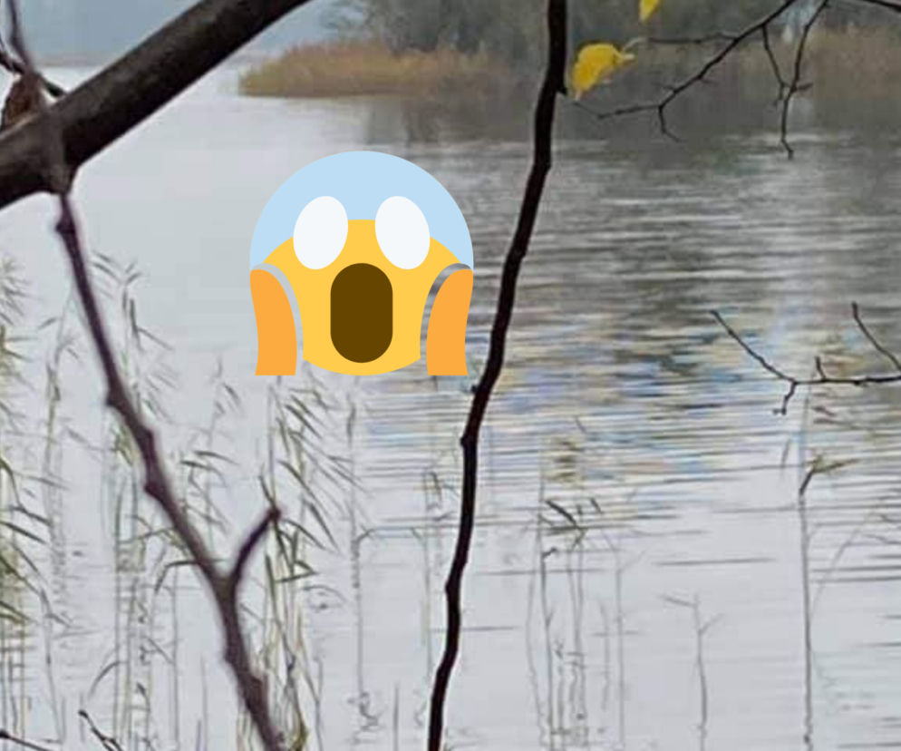 Warmińsko-mazurskie. Dzik pływał po jeziorze na desce