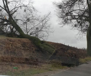 Szkody po Orkanie Eunice. Zrywało dachy, wyrywało grube drzewa, brakowało prądu