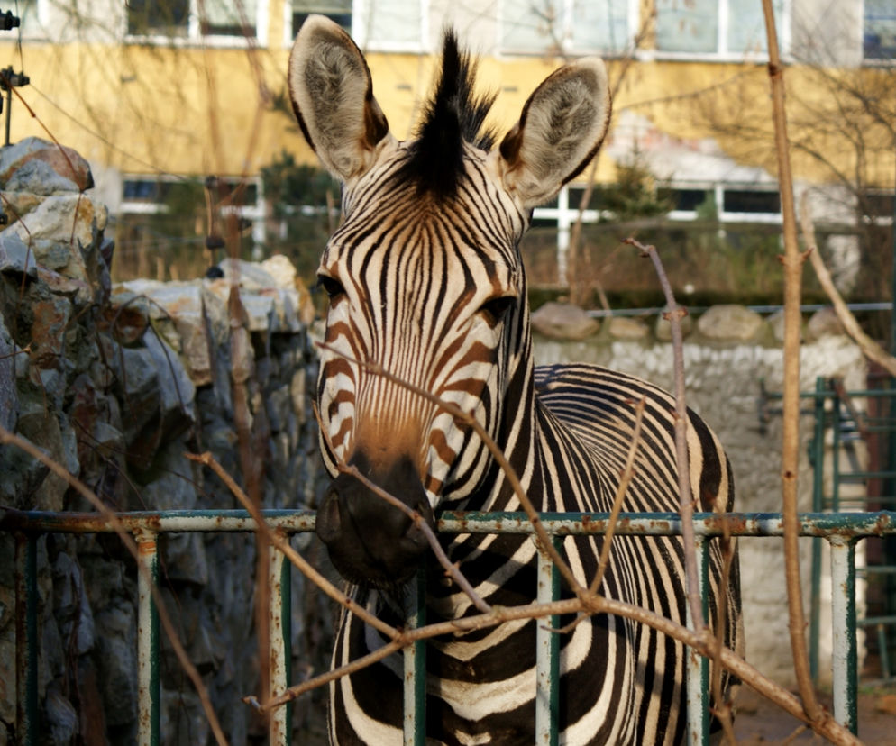 Zebra