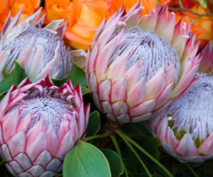 Protea królewska