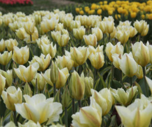 Tulipany na polach w Chrzypsku Wielkim