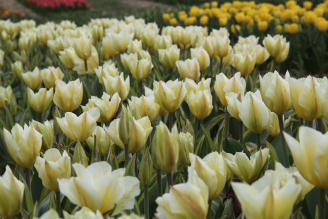 Tulipany na polach w Chrzypsku Wielkim