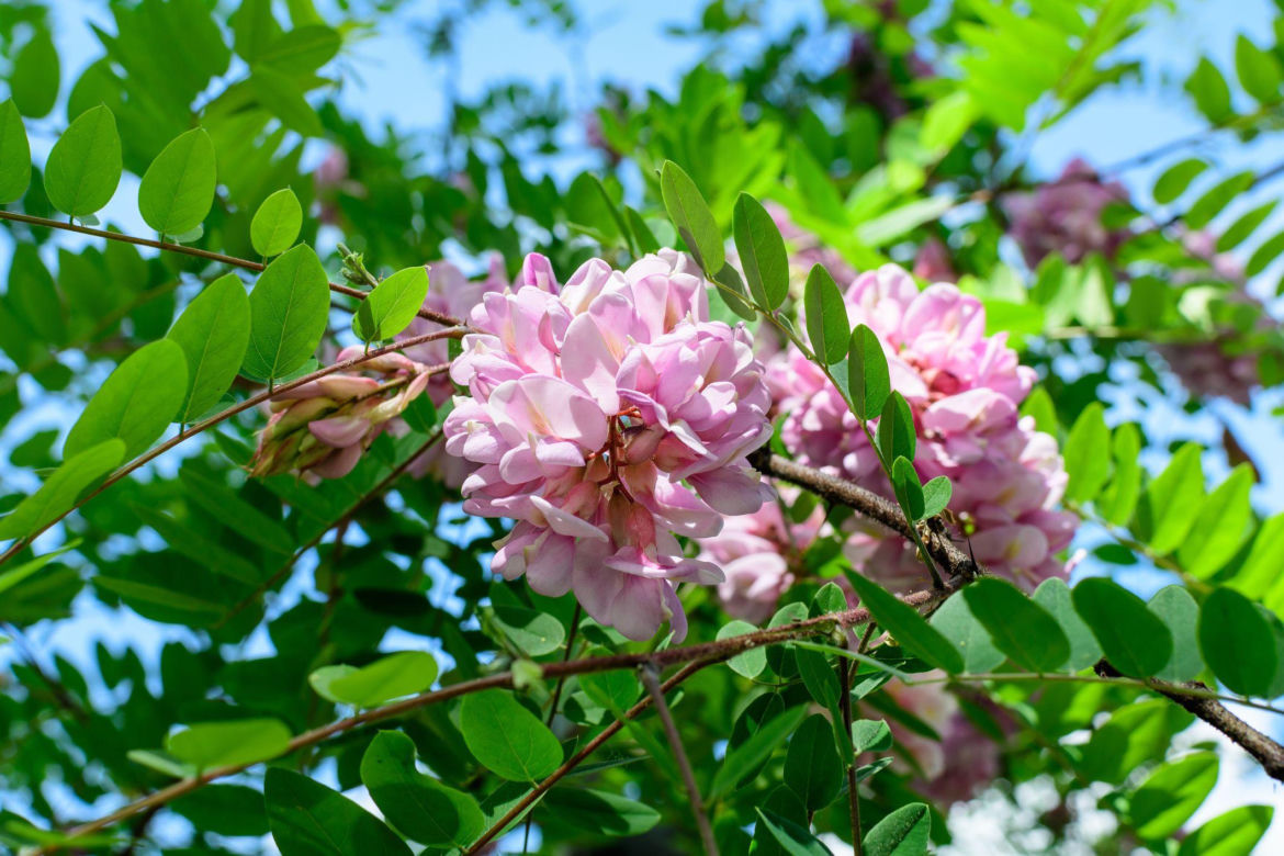 Robinia Małgorzaty CASQUE ROUGE 'Pink Cascade'