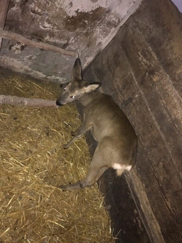 Oswojona sarna przez śnieg zgubiła drogę do domu [ZDJĘCIA]
