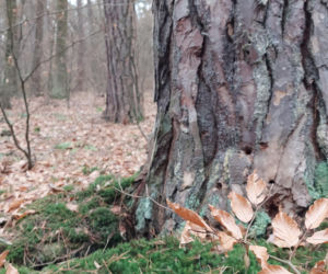 26. Rajd Mikołajkowy