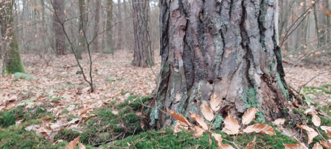 26. Rajd Mikołajkowy