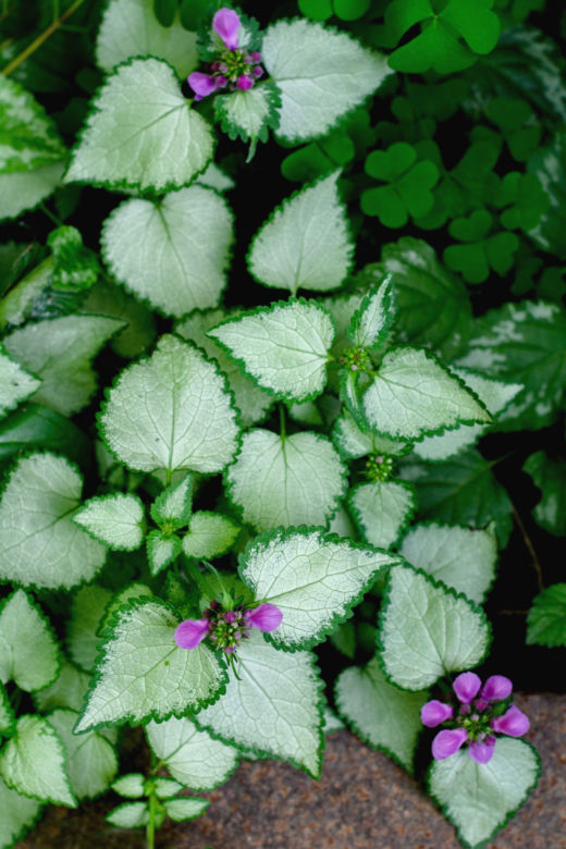 Jasnota plamista ‘Beacon Silver’