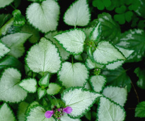 Jasnota plamista ‘Beacon Silver’