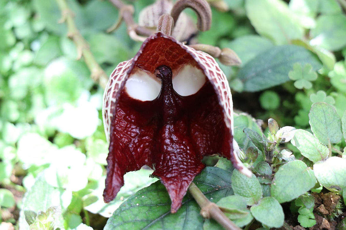 Roślina Dartha Vadera (Aristolochia Salvadorensis) 