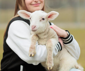 Nowe jagnięta w Zwierzętarni ZUT