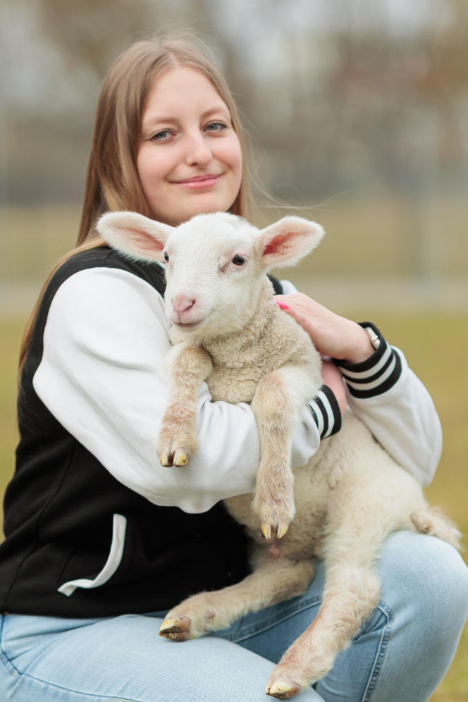 Nowe jagnięta w Zwierzętarni ZUT