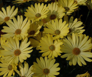Osteospermum