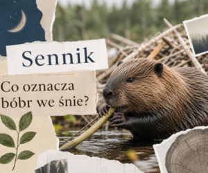 Bóbr we śnie - znaczenie snu. Jak interpretować ten symbol?