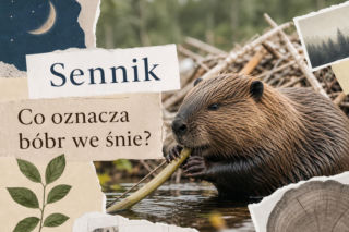Bóbr we śnie - znaczenie snu. Jak interpretować ten symbol?