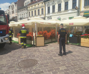 Rój pszczół na Rynku w Rzeszowie