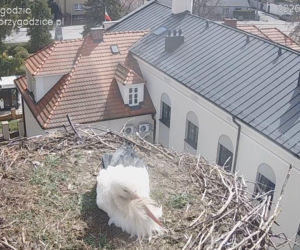 Miliony obserwują to gniazdo. Wrócił pierwszy bocian i zaczyna nowy sezon