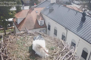 Miliony obserwują to gniazdo. Wrócił pierwszy bocian i zaczyna nowy sezon