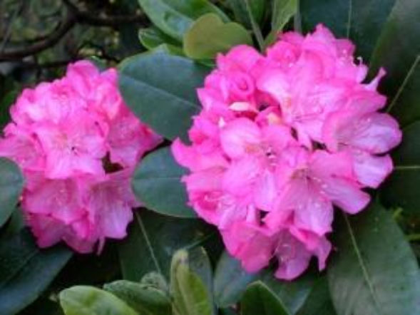 Rododendrony - jak pielęgnować i rozmnażać?