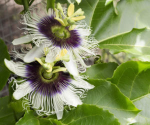 Passiflora