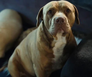 Marcin Różalski ratuje konie