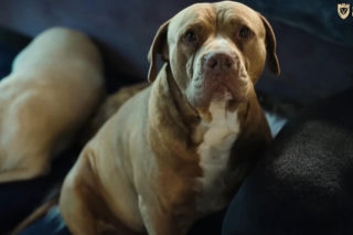 Marcin Różalski ratuje konie