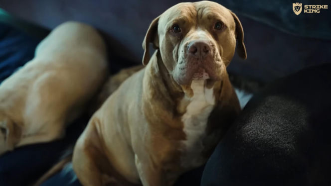 Marcin Różalski ratuje konie