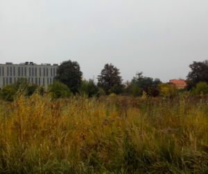 Gontynka