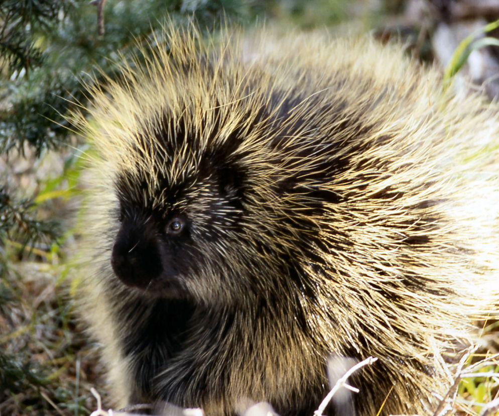 W krakowskim zoo zamieszkał urson. Zobaczcie, jaki jest słodki