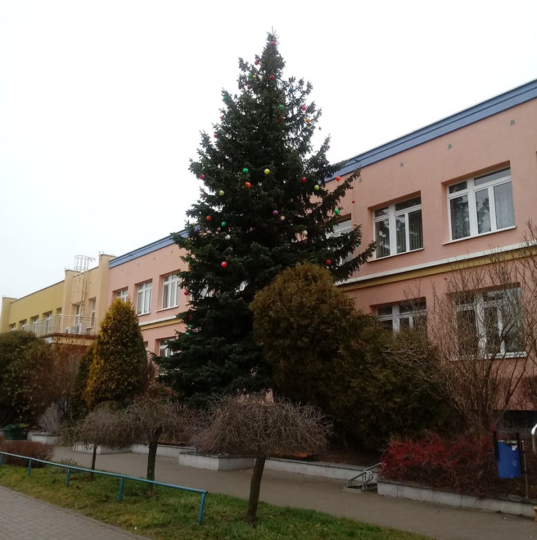 Największe choinki w Olsztynie