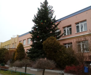 Największe choinki w Olsztynie
